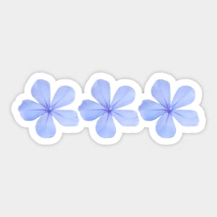 Three Blue Flowers Floral Photo Sticker